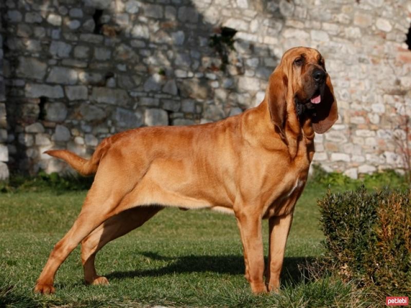 Bloodhound Cinsi Köpek Özellikleri ve Bakımı