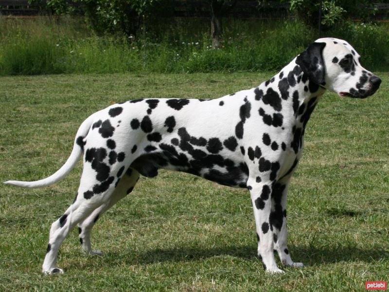 Dalmatian Cinsi Köpek Özellikleri ve Bakımı