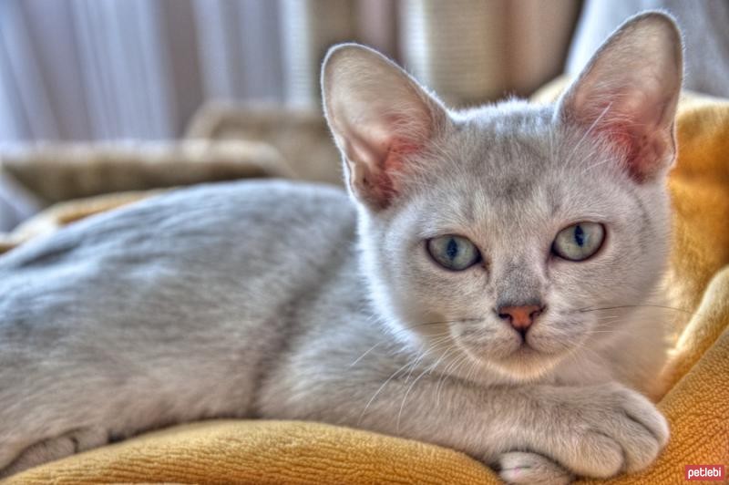 Burmilla (Silver Burmese) Cinsi Kedi Özellikleri ve Bakımı