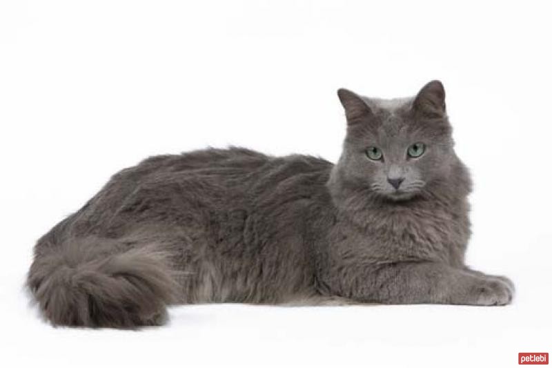 Nebelung Cinsi Kedi Özellikleri ve Bakımı