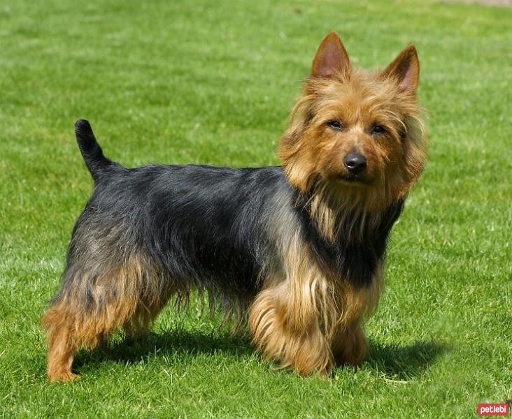 Avustralya Terrier