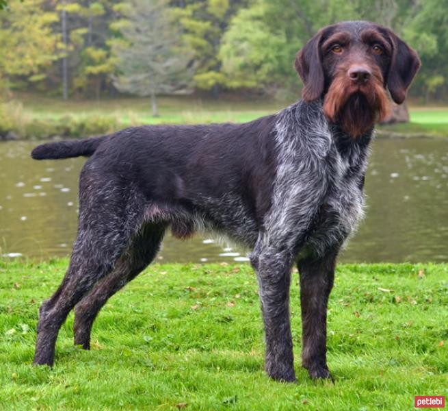 Alman Tel Tüylü Pointer