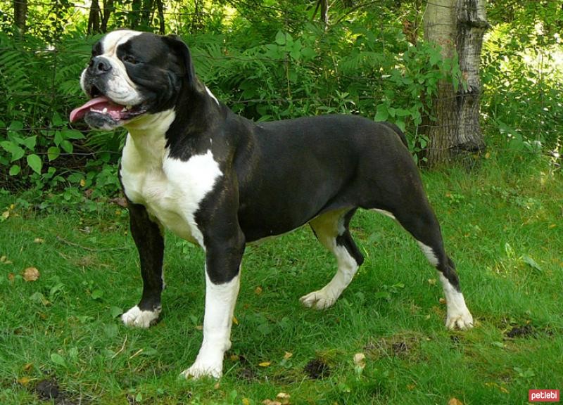 Amerikan Bulldog Cinsi Köpek Özellikleri ve Bakımı