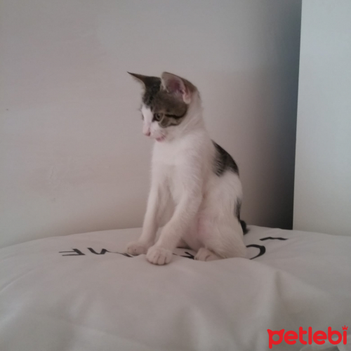 uzun kulaklı kızımıza ömürlük yuva Kedi İlanları Petlebi Sosyal