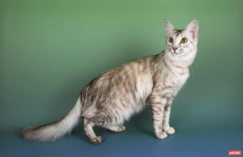 Oriental Longhair Cinsi Kedi Özellikleri ve Bakımı Petlebi