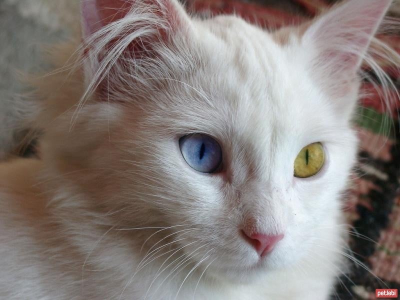 Van Kedisi Cinsi Kedi Özellikleri ve Bakımı
