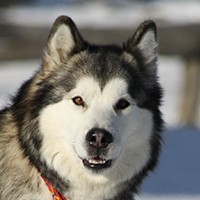 Alaskan Malamute